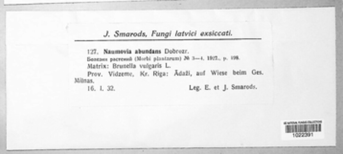 Rosenscheldia abundans image